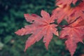 Acer japonicum leaves at autumn Royalty Free Stock Photo