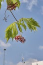 Acer japonicum plant Royalty Free Stock Photo