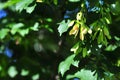 Acer, maple Acer pseudoplatanus with bunch of seeds Royalty Free Stock Photo