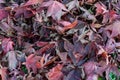 Acer maple leaves in red autumn fall colour Royalty Free Stock Photo