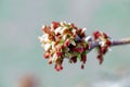 Acer negundo, Box elder, boxelder, ash-leaved and maple ash, Manitoba, elf, ashleaf maple male inflorescences and flowers on