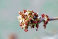 Acer negundo, Box elder, boxelder, ash-leaved and maple ash, Manitoba, elf, ashleaf maple male inflorescences and flowers on Royalty Free Stock Photo