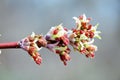 Acer negundo, Box elder, boxelder, ash-leaved and maple ash, Manitoba, elf, ashleaf maple male inflorescences and flowers on Royalty Free Stock Photo