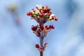 Acer negundo, Box elder, boxelder, ash-leaved and maple ash, Manitoba, elf, ashleaf maple male inflorescences and flowers on Royalty Free Stock Photo