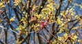 Acer negundo, Box elder, boxelder, ash-leaved and maple ash, Manitoba, elf, ashleaf maple male inflorescences Royalty Free Stock Photo