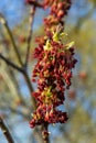 Acer negundo, Box elder, boxelder, ash-leaved and maple ash, Manitoba, elf, ashleaf maple male inflorescences and Royalty Free Stock Photo