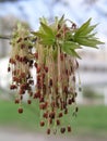 Acer negundo, Box elder, boxelder, ash-leaved and maple ash, Manitoba, elf, ashleaf maple male inflorescences and flowers on Royalty Free Stock Photo