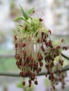 Acer negundo, Box elder, boxelder, ash-leaved and maple ash, Manitoba, elf, ashleaf maple male inflorescences and flowers on Royalty Free Stock Photo