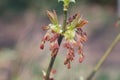 Acer negundo, box elder, boxelder maple flowers and young leaves closeup selective focus