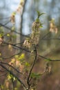 Acer negundo, box elder, boxelder maple flowers and young leaves closeup selective focus