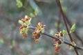 Acer negundo, box elder flowers macro Royalty Free Stock Photo