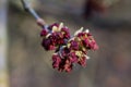 Acer negundo, box elder flowers macro selective focus Royalty Free Stock Photo