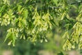 Acer negundo, box elder fruit on branch closeup selective focus Royalty Free Stock Photo