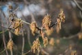 Acer negundo, box elder male flowers closeup selective focus