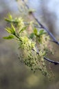 Acer negundo flowering tree branches, amazing green red flowers in bloom, sprintime season Royalty Free Stock Photo