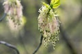 Acer negundo flowering tree branches, amazing green red flowers in bloom, sprintime season Royalty Free Stock Photo