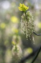 Acer negundo flowering tree branches, amazing green red flowers in bloom, sprintime season Royalty Free Stock Photo
