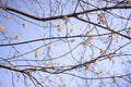 Acer negundo flowering tree branches, amazing green red flowers in bloom, sprintime season, closeup detail view Royalty Free Stock Photo