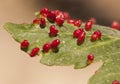 Acer opalus subsp granatensis parasitized leaf with gills of intense red color from Aceria cf macrorhyncha Royalty Free Stock Photo