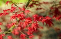 Acer palmatum `Beni-maico` branches. Close up.