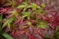 Acer Palmatum `Beni Maiko`