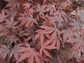 Acer palmatum 'Bloodgood' Royalty Free Stock Photo