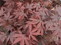 Acer palmatum 'Bloodgood'