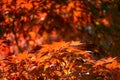 Acer palmatum, commonly known as palmate maple, Japanese maple Royalty Free Stock Photo