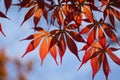 Acer palmatum, commonly known as palmate maple, Japanese maple or smooth Japanese-maple Royalty Free Stock Photo