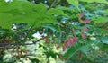 Acer palmatum - Palmate maple