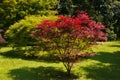 Acer palmatum, commonly known as palmate maple in the garden Royalty Free Stock Photo