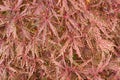 Acer palmatum dissectum Royalty Free Stock Photo