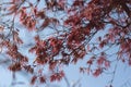 Acer palmatum foliage in early spring Royalty Free Stock Photo