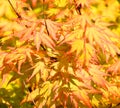 Acer palmatum leaves