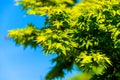 Acer palmatum or Palm-shaped maple budding in the spring. Leaves of tree on sunlight Royalty Free Stock Photo