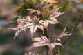 Acer palmatum, palmate maple or Japanese maple Royalty Free Stock Photo