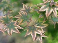 Acer palmatum, palmate maple or Japanese maple Royalty Free Stock Photo