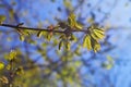Acer palmatum palmate maple, japanese maple, Royalty Free Stock Photo
