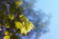 Acer palmatum palmate maple, japanese maple, Royalty Free Stock Photo