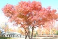 Acer palmatum palmate maple, Japanese maple, smooth Japanese-ma Royalty Free Stock Photo