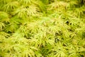 Acer palmatum or palmate maple or Japanese maple red and green f