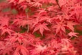 Acer palmatum