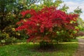 Acer Palmatum Tree