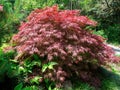 Acer palmatum var. dissectum Crimson Queen tree Royalty Free Stock Photo