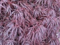 Acer palmatum var. dissectum \'Garnet\' Royalty Free Stock Photo