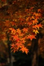 Acer palmatum,is a very beautiful foliage tree species