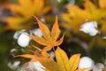 Yellow-orange coloured leaf of an Japanese Maple