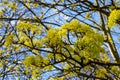 Acer platanoides, commonly known as Norway maple in spring blossom Royalty Free Stock Photo