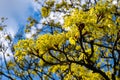 Acer platanoides, commonly known as Norway maple in spring blossom Royalty Free Stock Photo