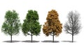 Acer platanoides (Four Seasons)